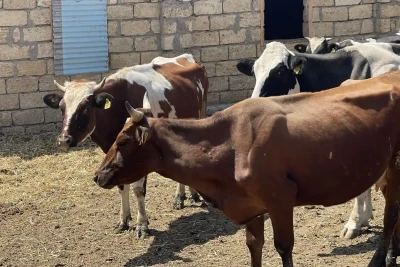 Salyan: fermadan 4 baş inək oğurlanıb