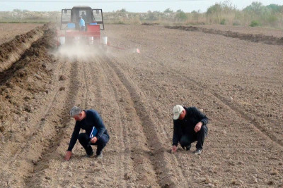 Azərbaycanın dörd rayonunda yeni pambıq sortlarının əkininə başlanılıb