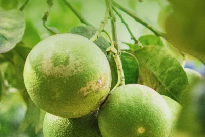 Azərbaycanda qoz bağlarının güzəştli sığortası başlayıb