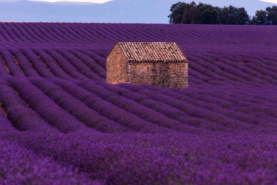 Azərbaycanda ilk dəfə lavanda festivalı keçiriləcək