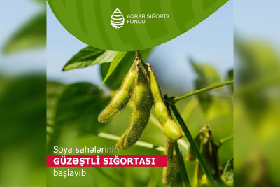 Azərbaycanda soya sahələrinin güzəştli sığortası başlayıb
