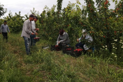 Qusarda yaradılan aqroparkda 350 nəfər işlə təmin edilib