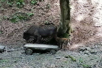 Şahdağ Milli Parkında daha bir zubr balası dünyaya gəlib