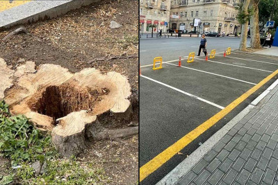 Bakının mərkəzində qanunsuz ağackəsmə ilə bağlı Nəsimi bələdiyyəsi cərimələnib