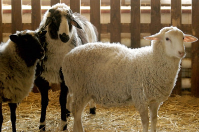 Qurbanlıq heyvanların satış və kəsim yerləri açıqlanıb