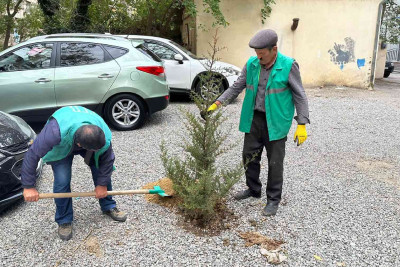Ağacları kəsərək avtodayanacaq salmaq istəyən şirkətlə bağlı akt tərtib edilib