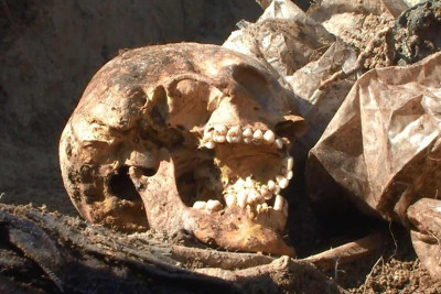 İtkin düşənlərə məxsus olması ehtimal olunan 450-dən artıq meyit qalıqları ekshumasiya edilib