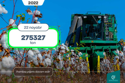 Tədarük məntəqələrinə 275 min tondan çox pambıq təhvil verilib
