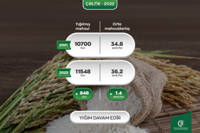 Çəltikçilik üzrə məhsuldarlıq və istehsal həcmi artıb