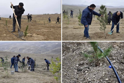 Laçın, Cəbrayıl və Zəngilanda ağacəkmə aksiyaları keçirilib