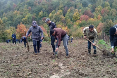 Meşə fondu torpaqlarında ötən həftə 45 mindən artıq ağac əkilib