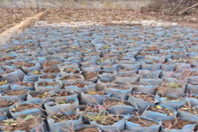 Türkiyədən gətirilən 43 min ağac tingi və 150 kq toxum Cəbrayılda əkiləcək