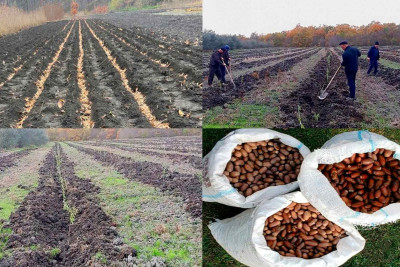Son bir həftədə meşə fondu torpaqlarında 100 mindən çox ağac əkilib