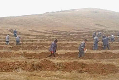 "Dostluq Meşəsi"ndə 50 minə yaxın ağac əkilib