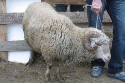 Ağcabədidə qoyun oğrusu saxlanılıb