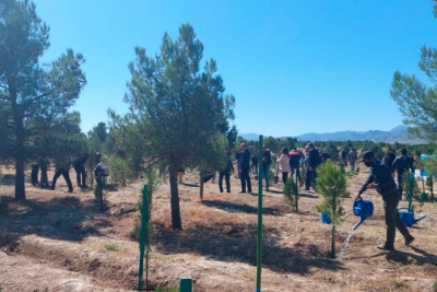 ETSN: bu il 3 milyon ağacın əkilməsi nəzərdə tutulub