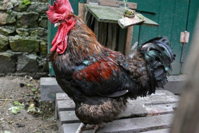 Yevlaxda oğru 30 manatlıq xoruza görə 30 sutka həbs edilib