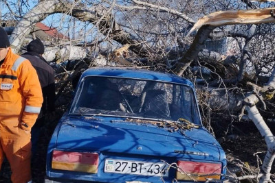 Xaçmazda ağac avtomobilin üzərinə aşıb