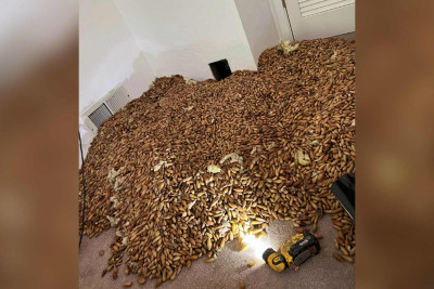 Evin divarındakı dəlikdən 320 kiloqram palıd qozası töküldü - MARAQLI OLAY