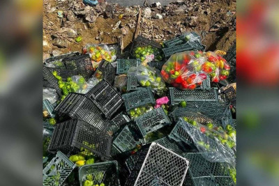 İrandan gətirilən bibər və portağalda virus aşkarlanıb