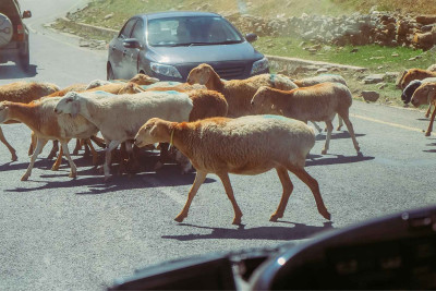 Oğuzda avtomobil qoyun sürüsünü vurub