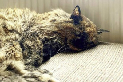 31 yaşlı Rozi dünyanın ən yaşlı pişiyidir