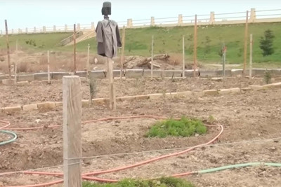 Xiyar, pomidor əkilən Sumqayıt bulvarının rəisi işdən çıxarılıb?