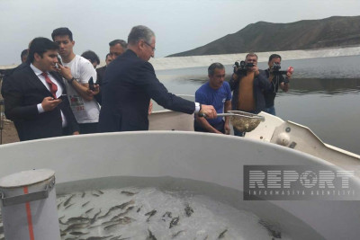 Xaçınçay su anbarının balıq populyasiyası artırılıb