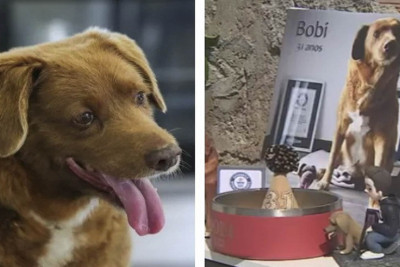 Dünyanın ən yaşlı iti 31 yaşını qeyd edib - VİDEO