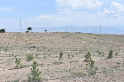 Zəngilanda 30 min ağacdan ibarət meşə massivi salınıb