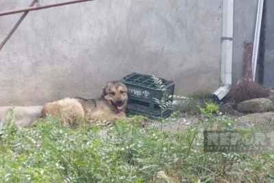 Cəlilabadda bacısını xilas edən qız quduz itin dişləməsi nəticəsində ölüb