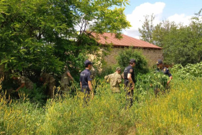 Laçında 842 kiloqram çətənə bitkisi məhv edilib