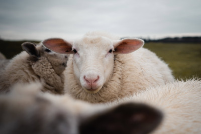Qurban bayramı günlərində heyvan satışı və kəsimi ünvanları - SİYAHI