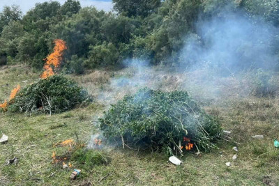 Neftçalada yabanı halda bitmiş 12 ton çətənə kolu məhv edilib