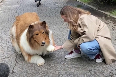 "İt olmaq" üçün 14 min dollardan çox pul xərclədi - VİDEO