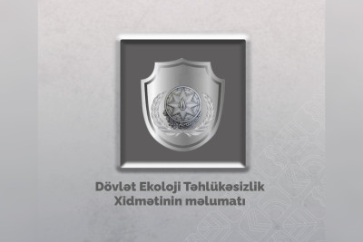 Ağalı kəndində ağaclar qanunsuz kəsilib