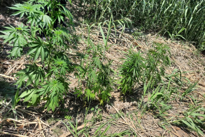 Naftalanda narkotik yetişdirən şəxs saxlanılıb