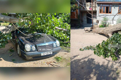 Gəncədə ağac “Mercedes”in üzərinə aşıb