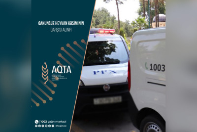 Bakı, Qax və Şamaxıda qanunsuz heyvan kəsimi ilə məşğul olan məntəqələr cərimələnib