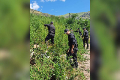 Laçında çətənə bitkiləri aşkarlanıb
