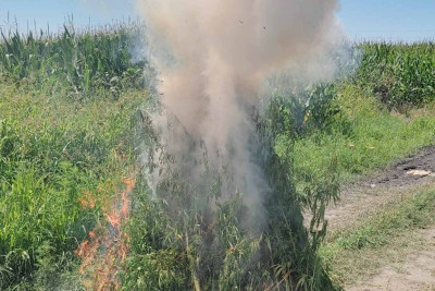 Zaqatalada 1,7 ton narkotik tərkibli bitki məhv edilib