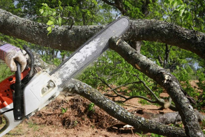 Lənkəran, Beyləqan, Quba və Göyçayda ağacların qanunsuz kəsilməsi faktları aşkarlanıb