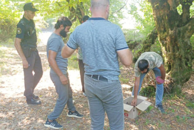 Zaqatalada satmaq məqsədilə kirpi ovlayanlar cərimələniblər
