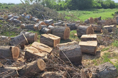 Zərdabda ağacları kəsən şəxslər saxlanılıblar