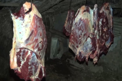 Cəlilabadda qanunsuz at əti kəsimi ilə məşğul olan şəxslər saxlanılıblar