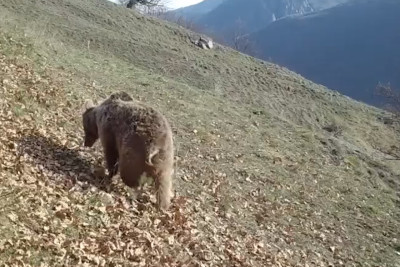 Hikmət Hacıyev heyvanların da erməni minalarının qurbanlarına çevrildiyini bildirib - VİDEO