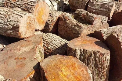 Lerikdə qanunsuz əldə edilmiş meşə materialı aşkarlanıb
