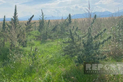 İşğaldan azad edilmiş ərazidə narkotik plantasiyaları və avtomatlar tapılıb