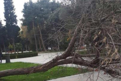 Güclü külək nəticəsində Bakıda 13 ağac sınıb