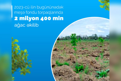 Bu il meşə fondu torpaqlarında 2 milyon 400 min ağac əkilib